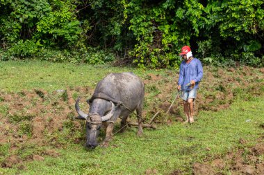 Çiftçi Filipinler, Palawan 'daki bir bufalonun yardımıyla çamurlu bir tarlayı sürüyor.