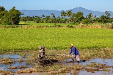 Yeşil pirinç tarlasında çalışan adam, Filipinler Leyte