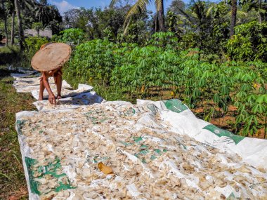 Endonezya Jepara 'da beyaz muşambaların üzerinde kurutulmuş karides.