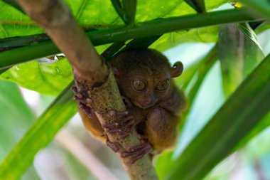 Close up portrait of tarsier, one of the world's smallest primates