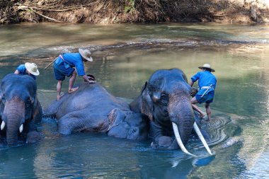 Chiang Dao, Chiang Mai, Tayland - 20 Ocak 2007: Mahoutlar ve filleri banyo zamanı