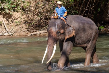 Chiang Dao, Chiang Mai, Tayland - 20 Ocak 2007: Mahout ve bir fil banyo zamanı