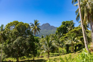 Güneşli gündüz vakti, Camiguin, Filipinler 'de fonda palmiye ağaçları ve dağ bulunan pitoresk tropikal bir manzara.