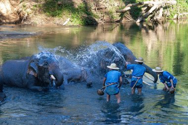 Chiang Dao, Chiang Mai, Tayland - 20 Ocak 2007: Mahoutlar ve filleri banyo zamanı