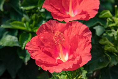 Kek Lok Si Tapınağı Georgetown Penang Malezya 31 Mart 2018 Hibiscus çiçeği