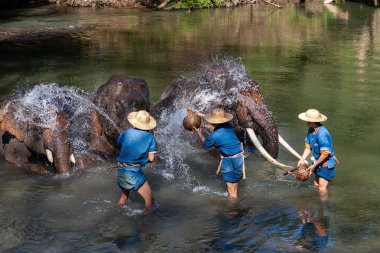 Chiang Dao, Chiang Mai, Tayland - 20 Ocak 2007: Mahoutlar ve filleri banyo zamanı