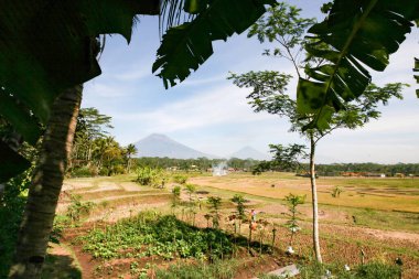 Endonezya pirinç tarlalarının detaylı görünümü, volkan manzarası, Endonezya
