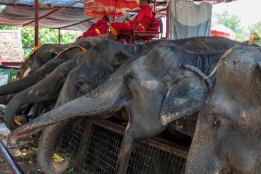 Filler, Tayland 'ın Ayutthaya kentindeki Wat Phra Ram Tapınağı yakınlarında turistlerin binmesini bekliyor. 