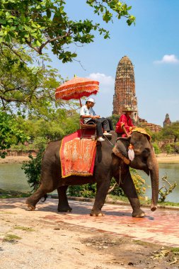 Ayutthaya, Tayland 'da antik bir tapınağın yakınında fil süren turistler. 