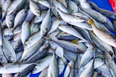 Fresh and raw fish at night market, Philippines