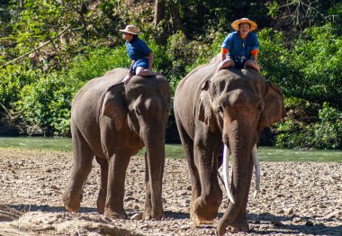 Chiang Dao, Chiang Mai, Tayland - 20 Ocak 2007: Mahoutlar ve filleri banyo zamanı