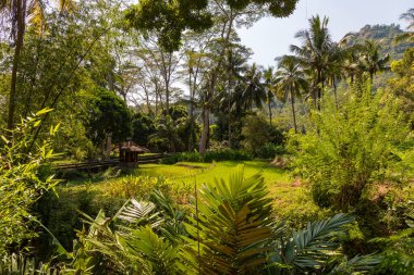 Endonezya 'daki Borobudur Tapınağı yakınlarında güzel bir tropikal orman. seyahat ve turizm kavramı.