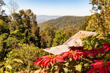 Chiang Mai, Tayland 'da kırmızı çiçekli güzel bir dağ manzarası. 