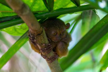 Close up portrait of tarsier, one of the world's smallest primates