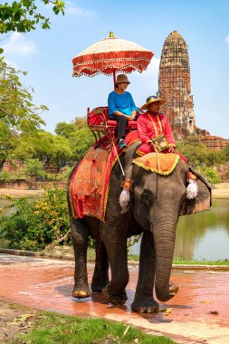 Ayutthaya, Tayland 'da antik bir tapınağın yanında fil süren turist. 