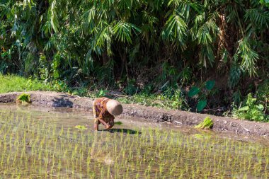 Kadın pirinç tarlasında çalışıyor, Borobudur, Java, Endonezya
