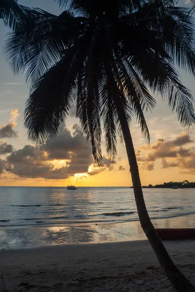 Renkli tropik plaj günbatımı gökyüzüne karşı siluetli uzun palmiye ağacı, Koh Chang, Tayland