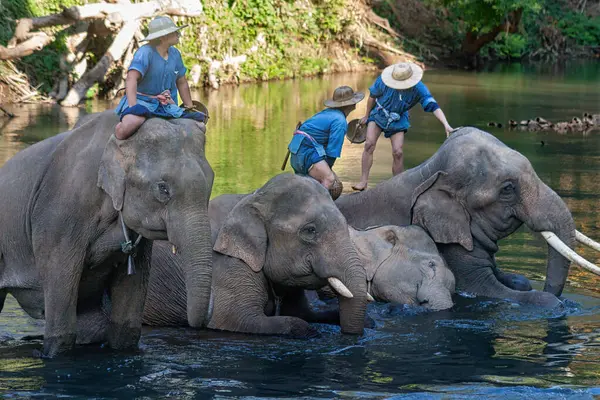 Chiang Dao, Chiang Mai, Tayland - 20 Ocak 2007: Mahoutlar ve filleri banyo zamanı