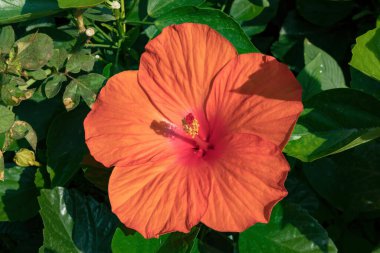 Kek Lok Si Tapınağı Georgetown Penang Malezya 31 Mart 2018 Hibiscus çiçeği