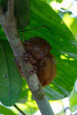 Close up portrait of tarsier, one of the world's smallest primates