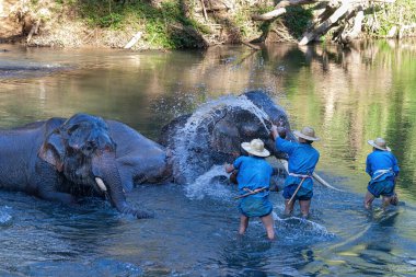 Chiang Dao, Chiang Mai, Tayland - 20 Ocak 2007: Mahoutlar ve filleri banyo zamanı