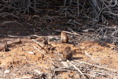 Tayland 'da vahşi maymunlar ormanda, Phuket
