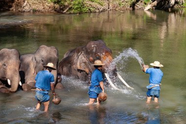 Chiang Dao, Chiang Mai, Tayland - 20 Ocak 2007: Mahoutlar ve filleri banyo zamanı