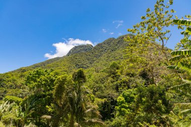 Palmiye ağaçları ve arka planda dağ, Camiguin, Filipinler 'den oluşan pitoresk tropikal bir manzara.