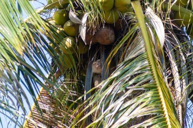 Maymun, Tayland, Phuket 'in güneydoğu köşesindeki Cape Panwa' da hindistan cevizi toplamak için eğitildi.