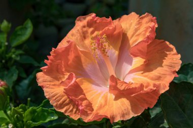 Kek Lok Si Tapınağı Georgetown Penang Malezya 31 Mart 2018 Hibiscus çiçeği