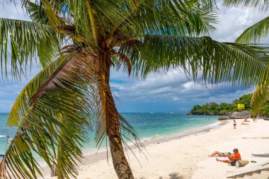 Sahilde palmiye ağaçlarının altında dinlenirken, Filipinler Bohol