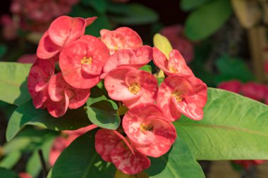 Kırmızı dikenli taç bitkisi, bilimsel olarak Euphorbia milii olarak bilinir.