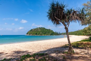 Phuket Tayland 'da palmiyeli güzel bir sahil manzarası