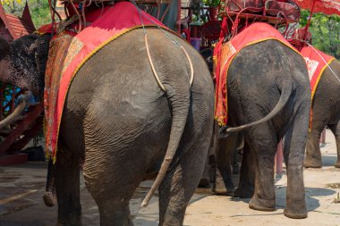 Filler, Tayland 'ın Ayutthaya kentindeki Wat Phra Ram Tapınağı yakınlarında turistlerin binmesini bekliyor. 