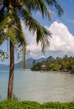 Sakin mavi okyanus suyuna doğru eğilen tropik palmiye ağacı, Koh Chang, Tayland