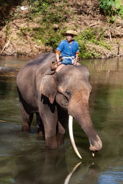 Chiang Dao, Chiang Mai, Tayland - 20 Ocak 2007: Mahout ve bir fil banyo zamanı