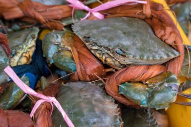 Taze yengeçler rengarenk sicimler kullanarak sıkıca sarılır.