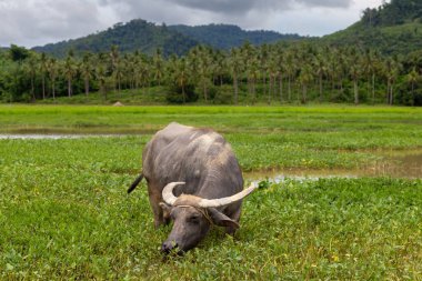 Su Bufalosu (Carabao) Palmiye ağaçları ve tepeleri, Palawan, Filipinler ile yeşil bataklık tarlasında otluyor 