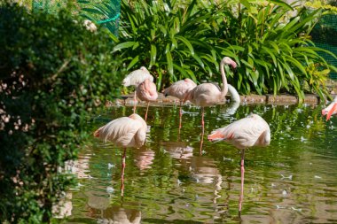 Asya, Hong Kong, Kowloon. Kowloon Park 'taki flamingolar