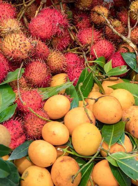Taze Rambutanlar ve yeşil yaprakların arasında sarı meyveler.