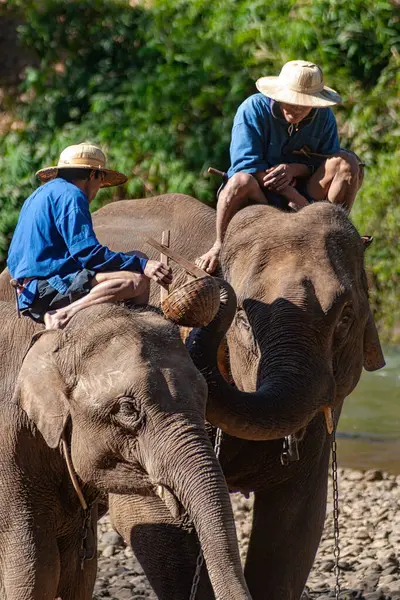 Chiang Dao Chiang Mai Tayland 20 Ocak 2007 Mahoutlar ve filleri