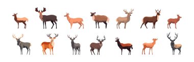 Set of deer, flat cartoon isolated on white background. Vector illustration clipart