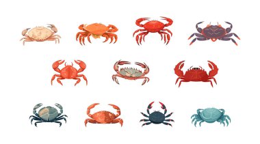 Yengeç seti beyaz arkaplanda izole edilmiş düz çizgi film. Vektör izometrik illüstrasyon