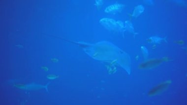 Underwater view of hovering giant oceanic manta ray flying over the sea floor. Mobula birostris floating on water among other fish. Watching undersea fishes and marine animals