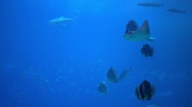 Underwater view of hovering giant oceanic manta ray flying over the sea floor. Mobula birostris floating on water among other fish. Watching undersea fishes and marine animals