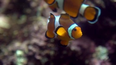 Slowmotion of false clown anemonefish or nemo, view on the underwater an Amphiprion ocellaris swim around an anemone in the coral reef