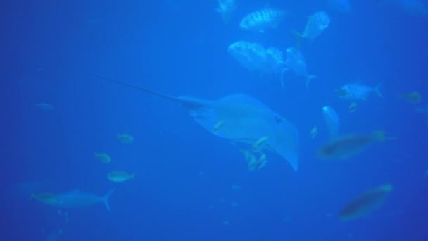 Underwater View Hovering Giant Oceanic Manta Ray Flying Sea Floor — Vídeos de Stock