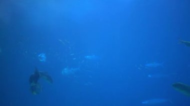 Wild fishes swimming underwater ocean. Watching undersea marine animals moving in the blue water at natural environment on tranquil background.