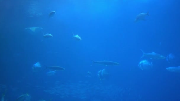 Underwater View Hovering Giant Oceanic Manta Ray Flying Sea Floor — Video Stock