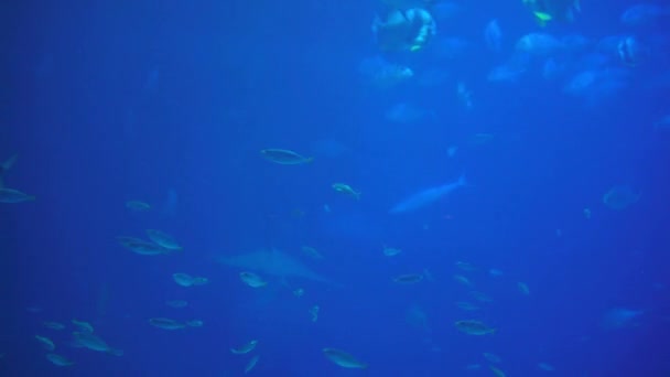 Underwater View Hovering Giant Oceanic Manta Ray Flying Sea Floor — Video